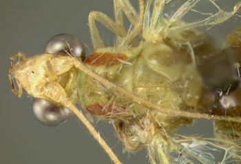 Media type: image; Entomology 14859   Aspect: head frontal view 3